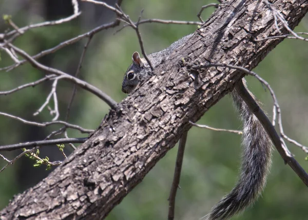 Esquilo Cinzento Arizona Sciurus Arizonensis — Fotografia de Stock