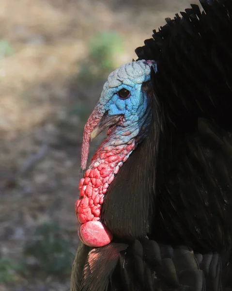 Wild Turkey Male Head Only — Stock Photo, Image