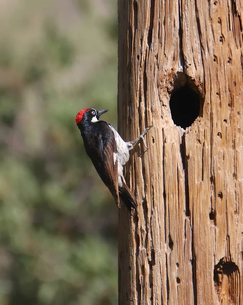 Acorn Woodpecker Macho Melanerpes Formicivorus — Fotografia de Stock