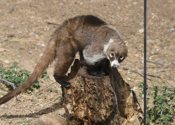 Coati Coatimundis Tentando Atacar Alimentador Aves — Fotografia de Stock