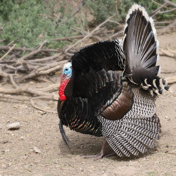 Vahşi Türkiye Erkek Meleagris Dörtnala — Stok fotoğraf