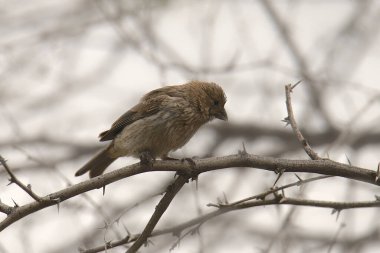Mavi Grosgaga (dişi) (gezgin caerulea)