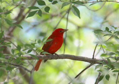 Yaz Tanager (Piranga rubra)