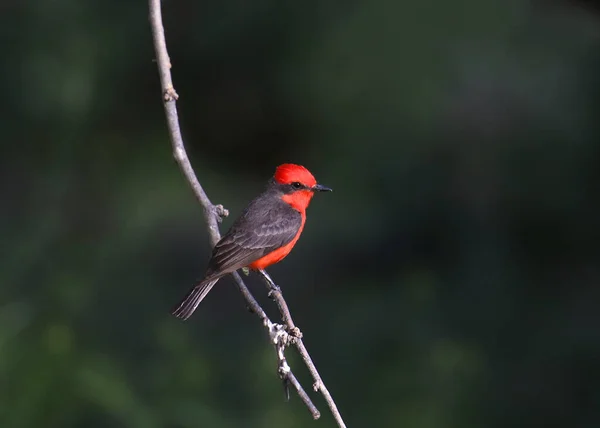 Vermilion Flycatcher Pyrocephalus Obscurus Nincs Magyar Neve — Stock Fotó