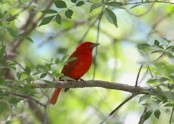 Summer Tanager Piranga Rubra — Stock Photo, Image