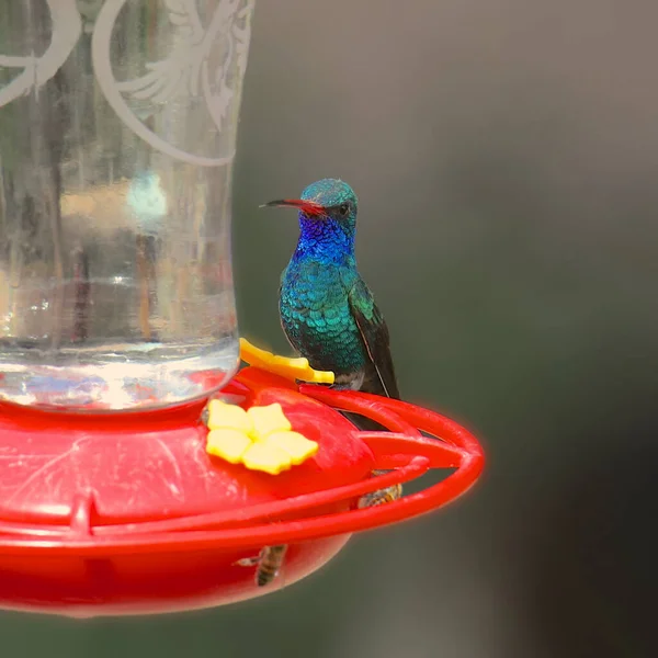 Colibrí Pico Ancho Macho Cynanthus Latirostris —  Fotos de Stock