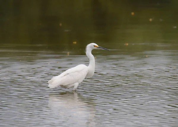 Aigrette Des Neiges Aigrette Thula — Photo