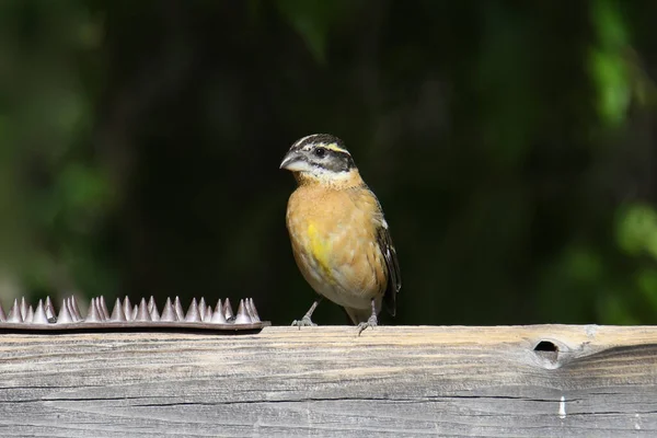 Черноголовый Grosbeak Female Pheucticus Melanocephalus — стоковое фото