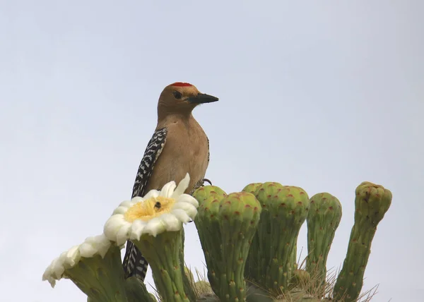 Gila Ağaçkakan Saguaro Kaktüsünün Üzerine Tünemiş — Stok fotoğraf