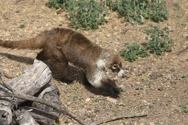 Coati Coatimundis Casulo Nariz Porco — Fotografia de Stock