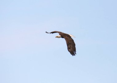 Kel Kartal (haliaeetus leucocephalus))