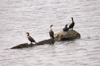 Çift tepeli karabataklar (Phalacrocorax auritus)