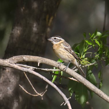 Siyah başlı Grosgaga (dişi) (feucticus melanocephalus))