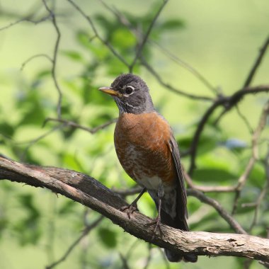 Amerikalı Robin (turdus migratorius)