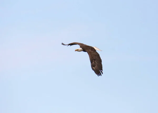 Águila Calva Haliaeetus Leucocephalus — Foto de Stock