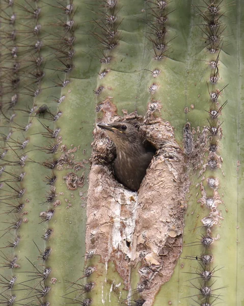 European Starling Juvenile Peaking Out Hole Saguaro Cactus — Stock Photo, Image