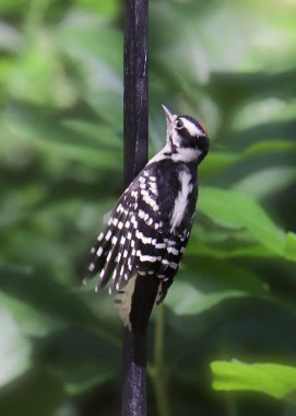 Hairy Woodpecker (female) trying to hand unto a bird feeder pole clipart