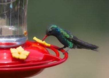 Geniş gagalı sinekkuşu (erkek) (cynanthus latirostris)