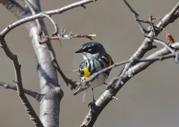 黄色がかったウォーブラー Setophaga Coronata — ストック写真