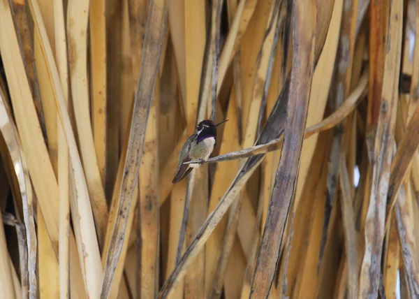 Costa Kolibřík Muž Calypte Costae — Stock fotografie