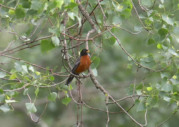 Amerikalı Robin Turdus Migratorius — Stok fotoğraf