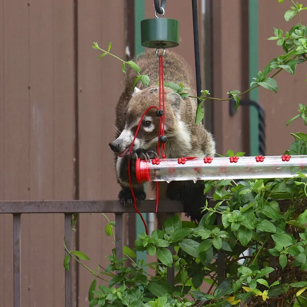 Coati Coatimundis Bebendo Alimentador Beija Flor — Fotografia de Stock