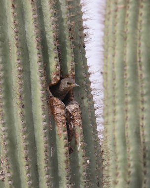 Avrupa Sığırcığı (juvenile) saguaro kaktüs deliğinden zirveye ulaşıyor