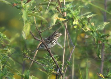 Vesper Serçesi (pooecetes gramine)