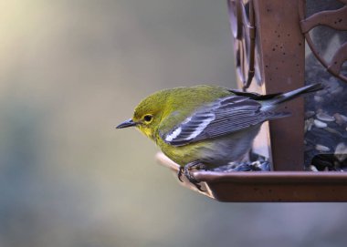 Çam Bülbülü (setophaga pinus)