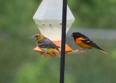 Bir çift Baltimore Orioles (icterus galbula)