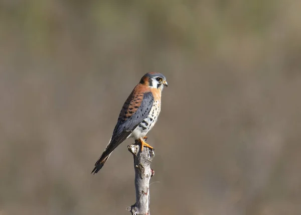 American Kestrel Male Falco Sparverius — ストック写真