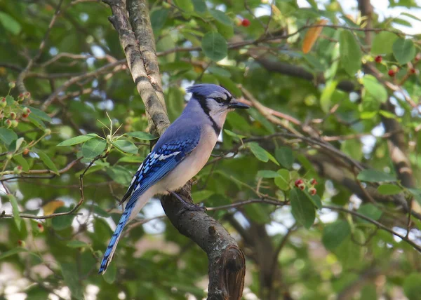 Blue Jay Cyanocitta Cristata — Stock Photo, Image