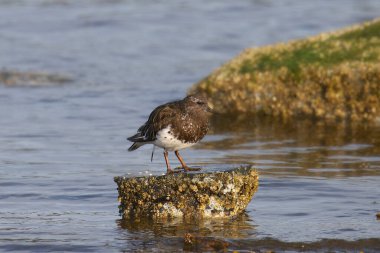 Siyah Turnstone (Arenaria melanocephala)