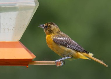 Baltimore Oriole (kadın) (icterus galbula)
