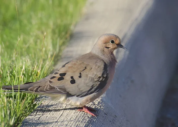 Mourning Dove Zenaida Macroura — Stock Photo, Image