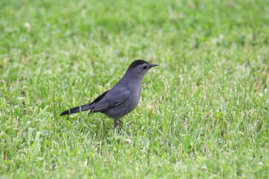 Gri Kedi Kuşu (dumetella carolinensiss)