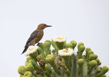 Gila Woodpecker (female) feasting on saguaro cactus fruit clipart