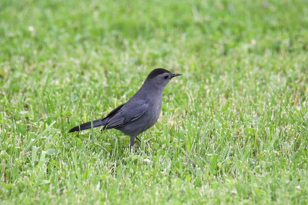 Pájaro Gato Gris Dumetella Carolinensiss — Foto de Stock