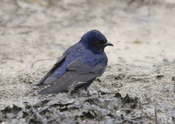 Purple Martiin Male Progne Subis — стоковое фото