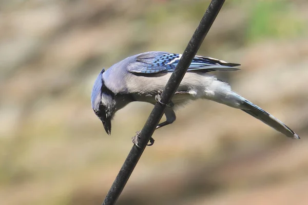 Blue Jay Cyanocitta Cristata — стокове фото