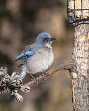 Woodhouse 's Scrub Jay (aphelocoma woodhouse ii)