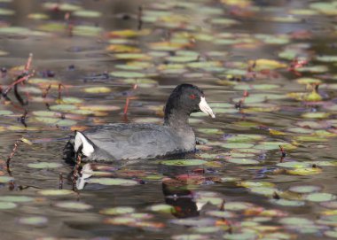 Amerikan Sakarmeke (Fulica americana)