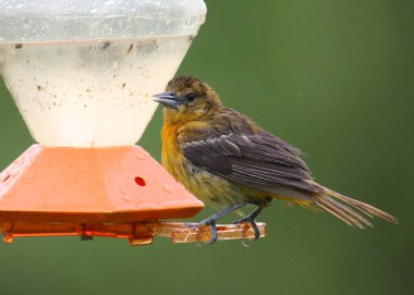 Baltimore Oriole (kadın) (icterus galbula)