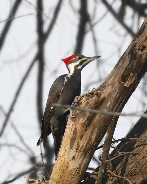 Pica Pau Pileada Fêmea Dryocopus Pileatus — Fotografia de Stock