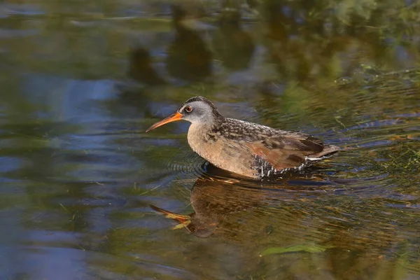 Rallus Limicola Uit Virginia Rail — Stockfoto