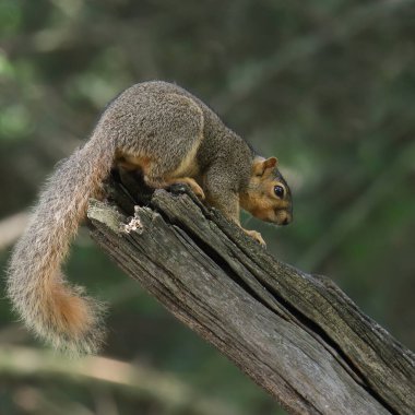 Doğu Gri Sincap (Sciurus carolinensis)