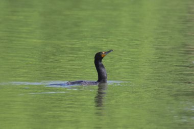 Çift tepeli karabatak (falacorcorax auritus) büyük bir şey yutar.