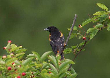 Baltimore sarıasma (sarilik galbula)