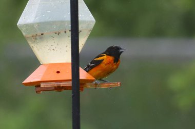 Baltimore Oriole (erkek) (icterus galbula))