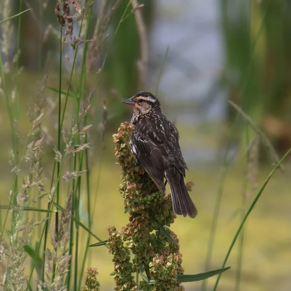 Roodvleugelige Merel Vrouwtje Agelaius Phoeniceus — Stockfoto